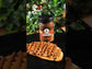 Chocolate Coconut Spread 250g